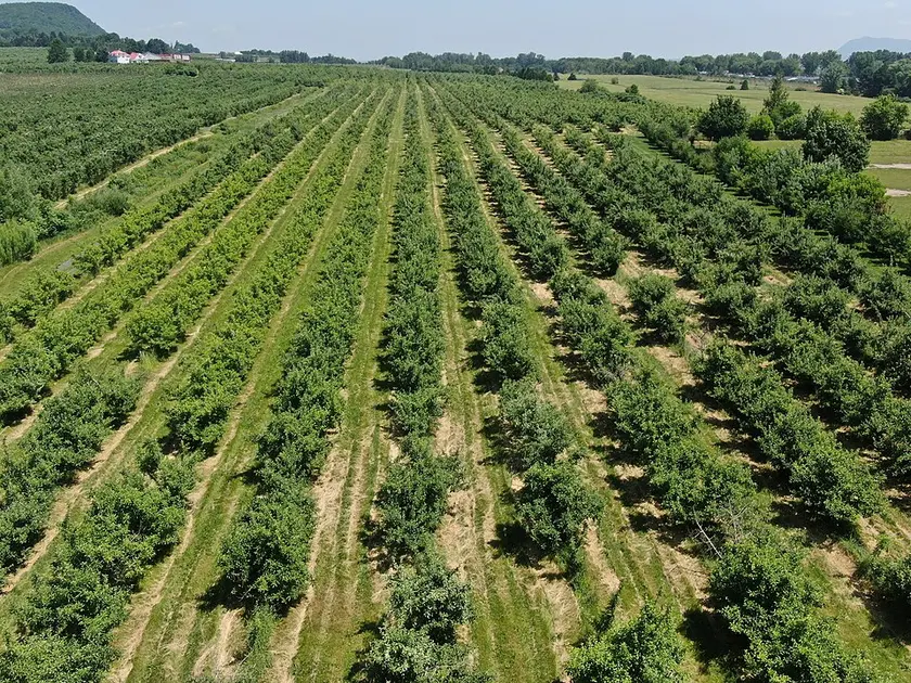 Тематична фотографія: Ферми та збір фруктів поблизу Монреаля
